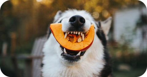 dog biting pumpkin