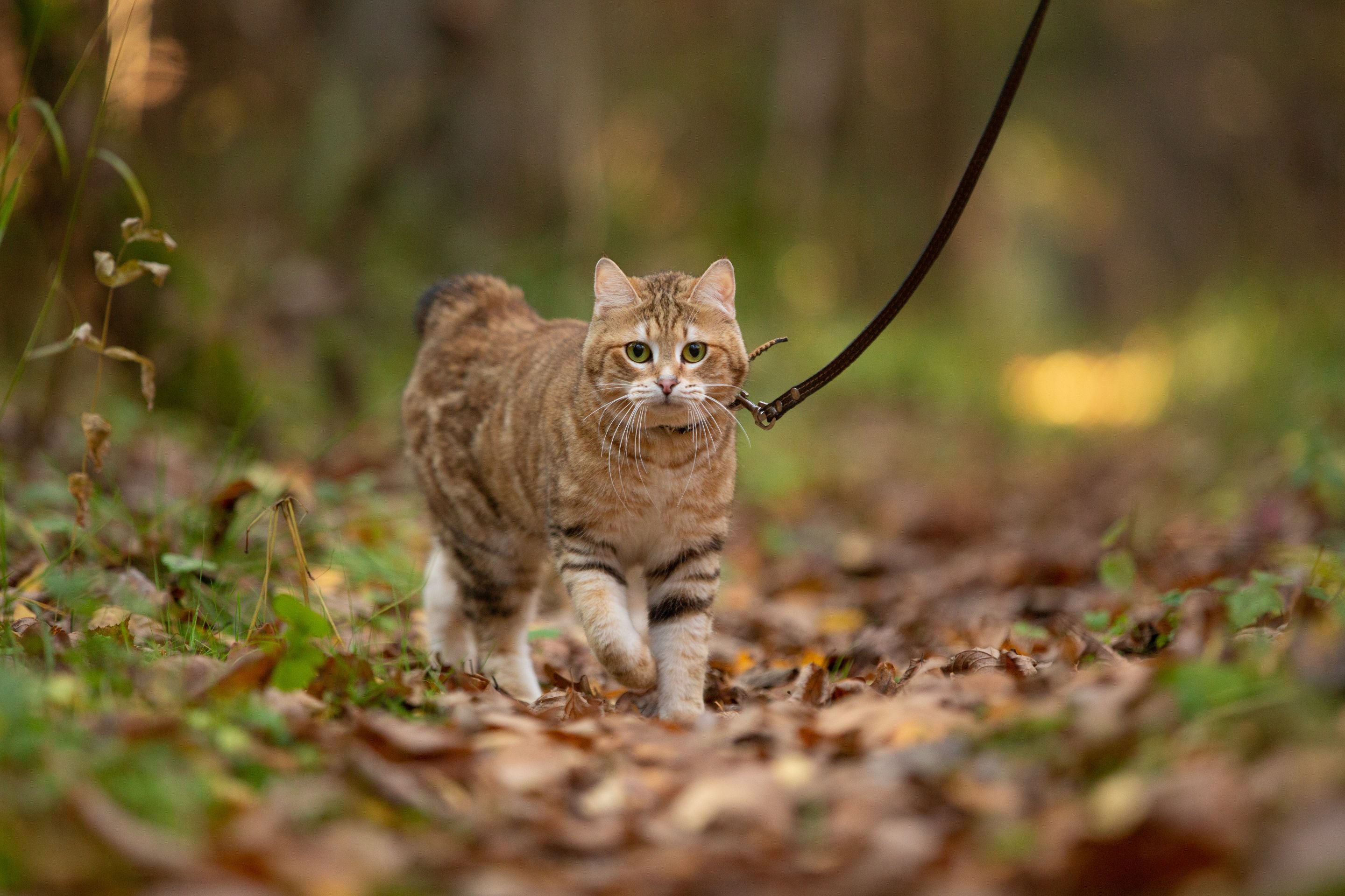 Cat on a leash