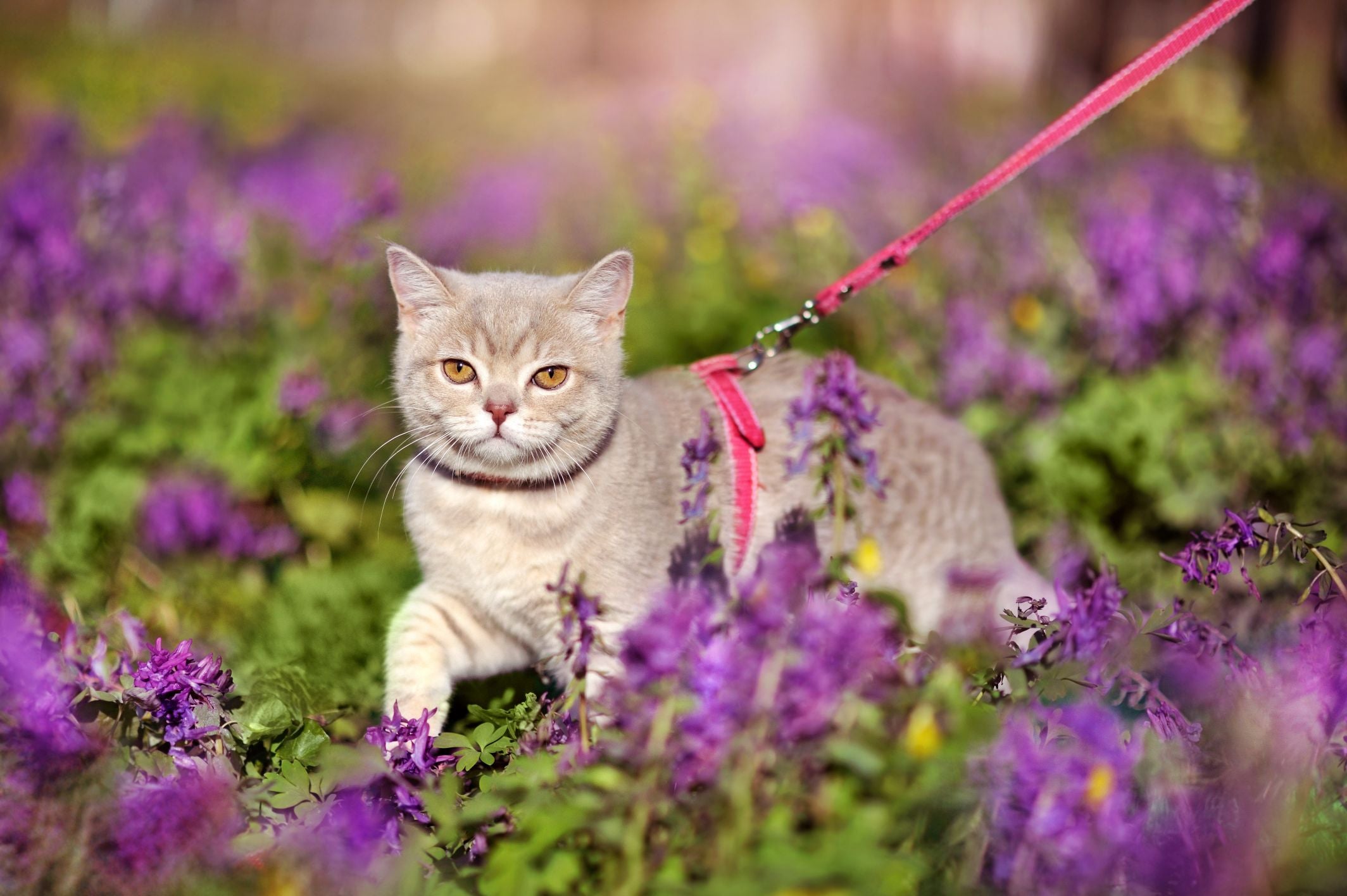 Cat on a walk