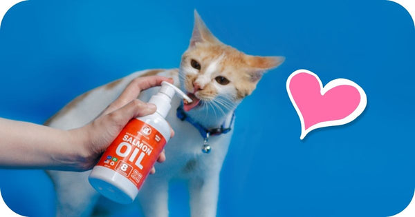 salmon oil into your cat's diet