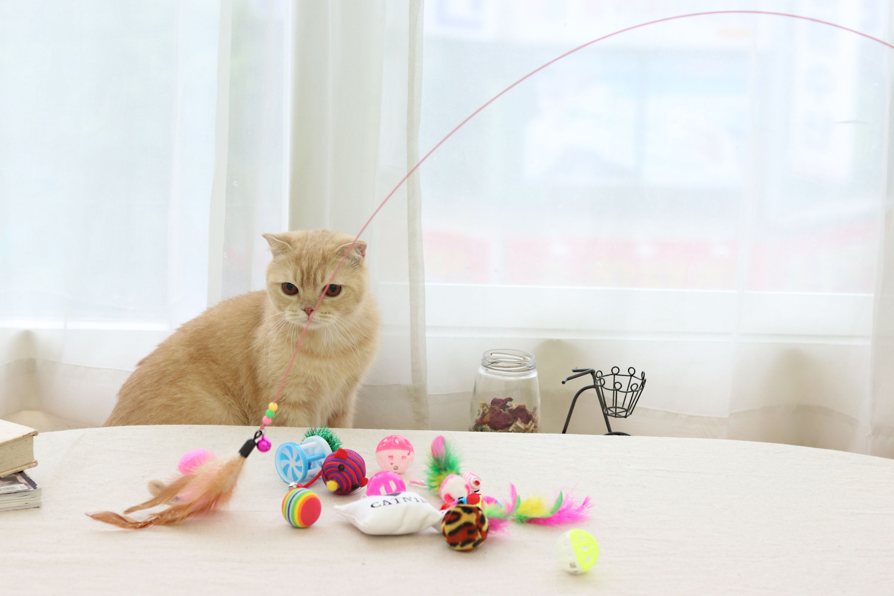 Cat toys