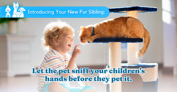 Let the pet sniff your children's hands before they pet it