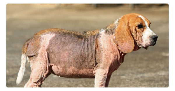 Demodectic Mange (Demodicosis)