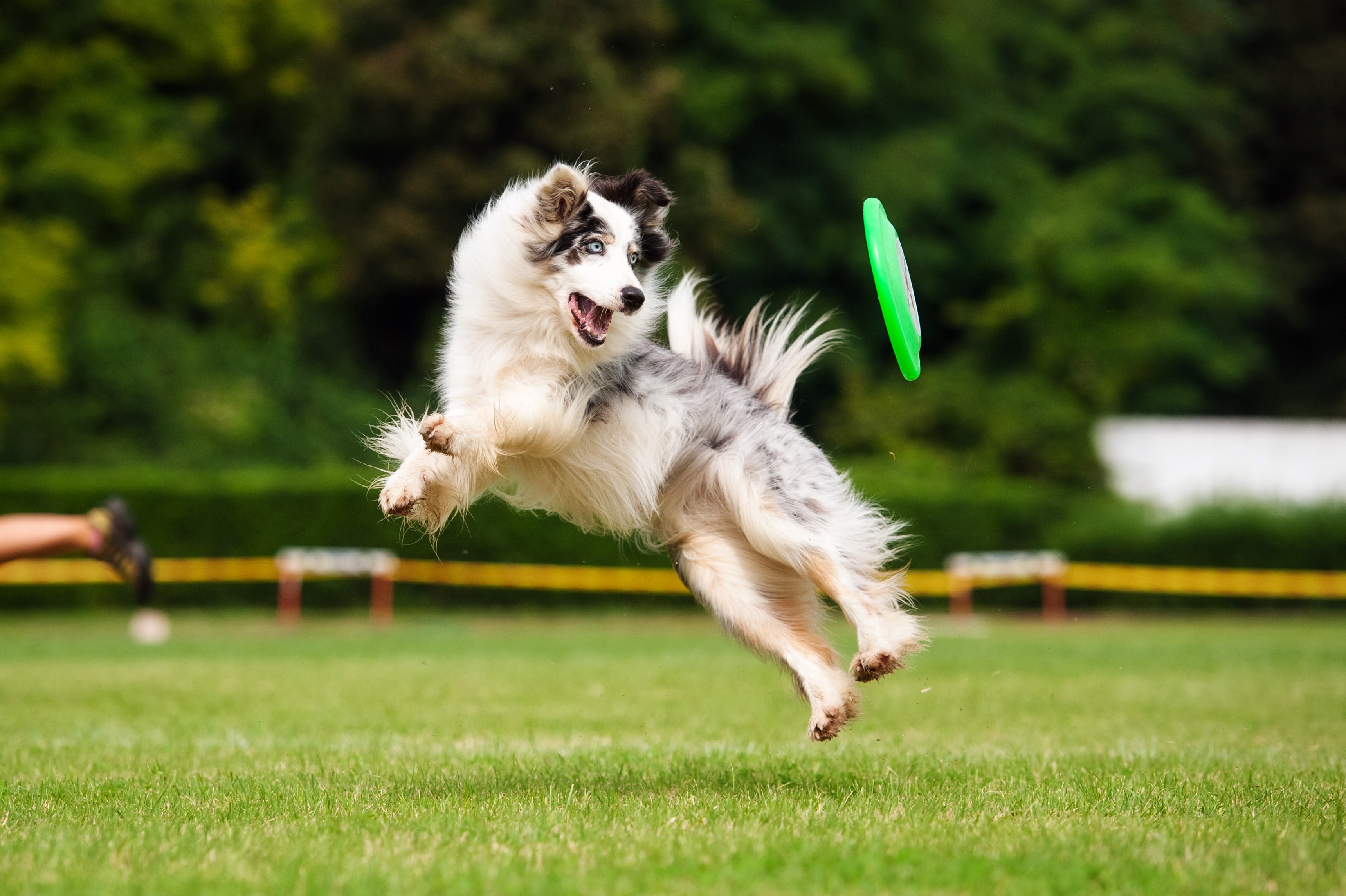 Dog playing with Frisbee