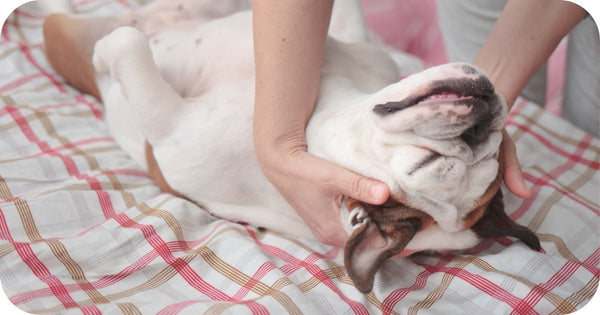 sunscreen being applied to the dog