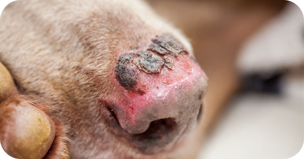 treat sunburn on dog paw