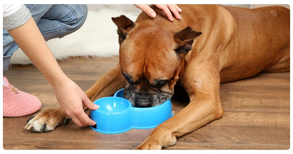 What to Do if Your Dog is Dehydrated?