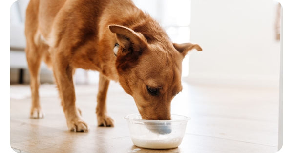 Is it Okay for Dogs to Consume Almond Milk?