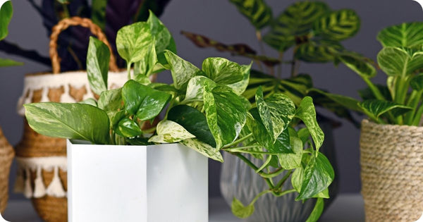 Ivy Devil's or Golden Pothos