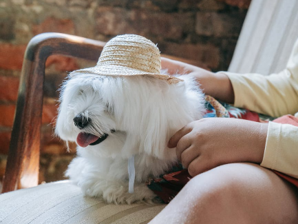 Dog with beach hat