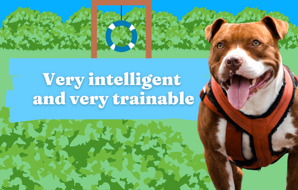 Very Intelligent and Very Trainable