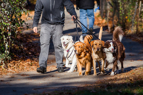 Owner Walking with dogs 