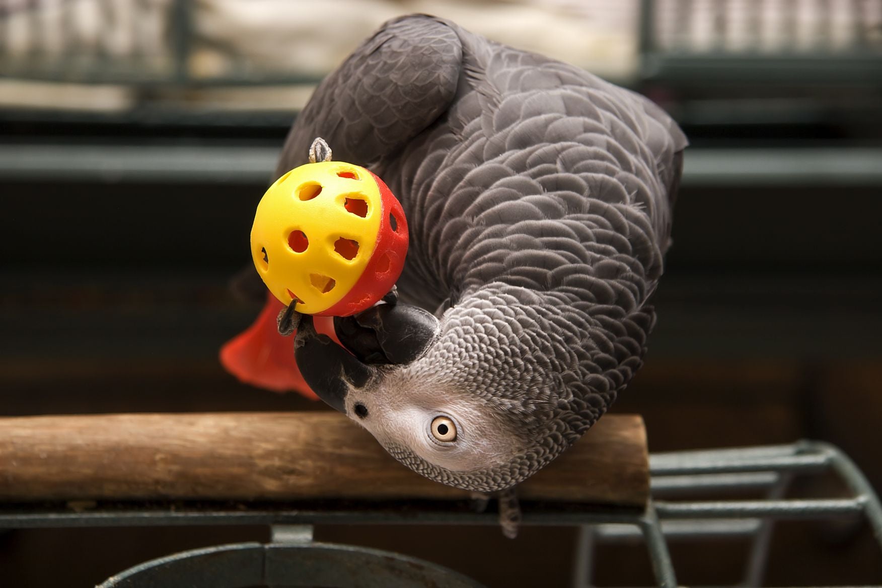 Parrot playing with a toy