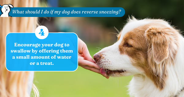 Encourage your dog to swallow by offering them a small amount of water or a treat.