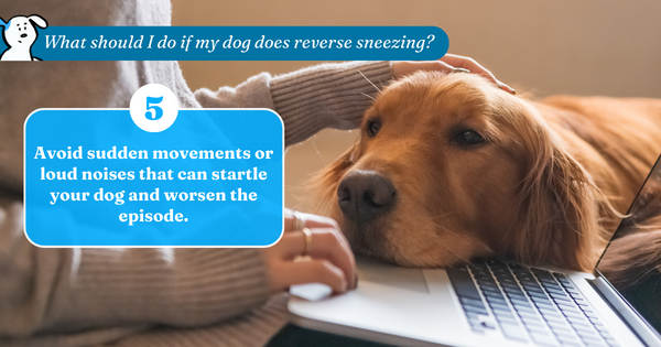 Avoid sudden movements or loud noises that can startle your dog and worsen the episode.