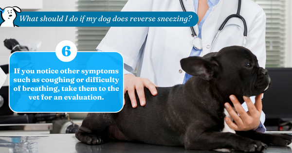 If your dog experiences frequent or prolonged episodes of reverse sneezing, or if you notice any other symptoms such as coughing or difficulty breathing, take them to the vet for an evaluation.