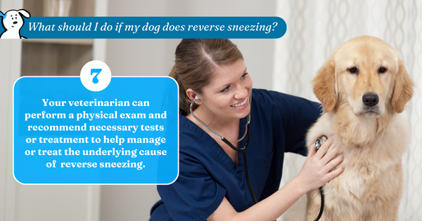 Your veterinarian can perform a physical exam and recommend any necessary tests or treatment to help manage or treat the underlying cause of the reverse sneezing.