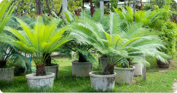 Sago Palms