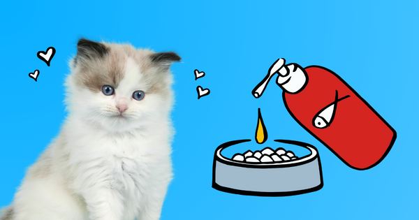 How to give salmon oil to cats