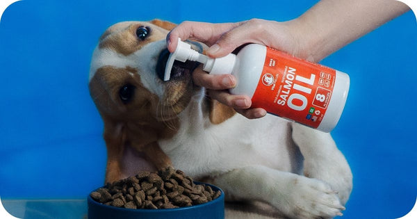 Salmon Oil for Dogs