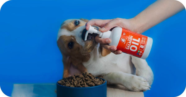 salmon oil for dogs