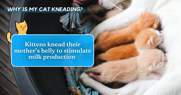 Kittens knead their mother's belly to stimulate milk production