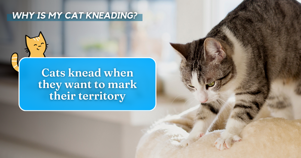 Cats knead when they want to mark their territory