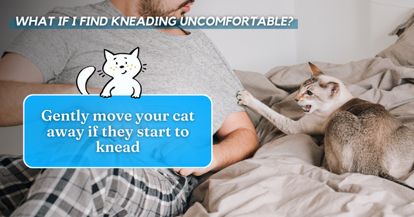 Gently move your cat away if they start to knead