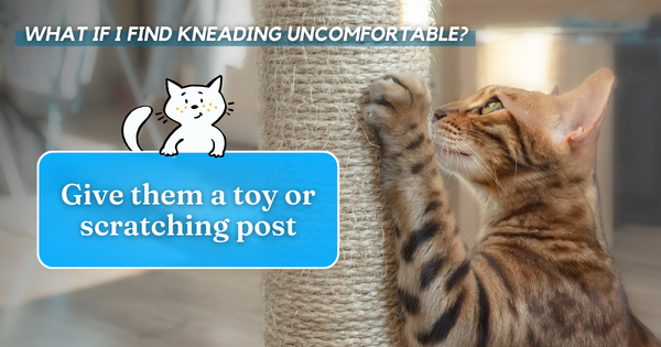 Give them a toy or scratching post