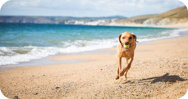 dog running in the beach