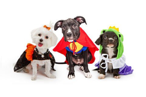 Dog Superheroes