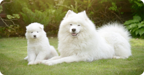 2 white dogs smiling at the garden