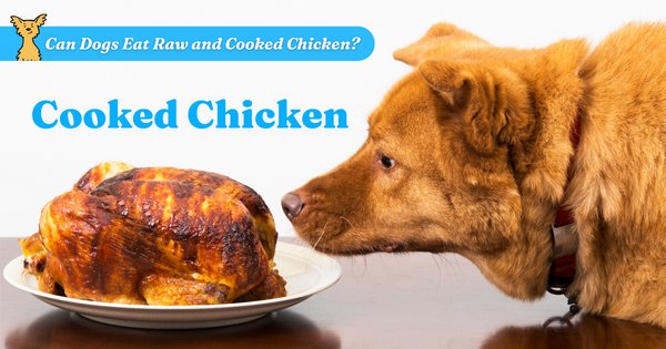 is it safe to feed raw chicken to dogs