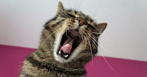 Vocalization - During labor, certain cats tend to increase their vocalizations.