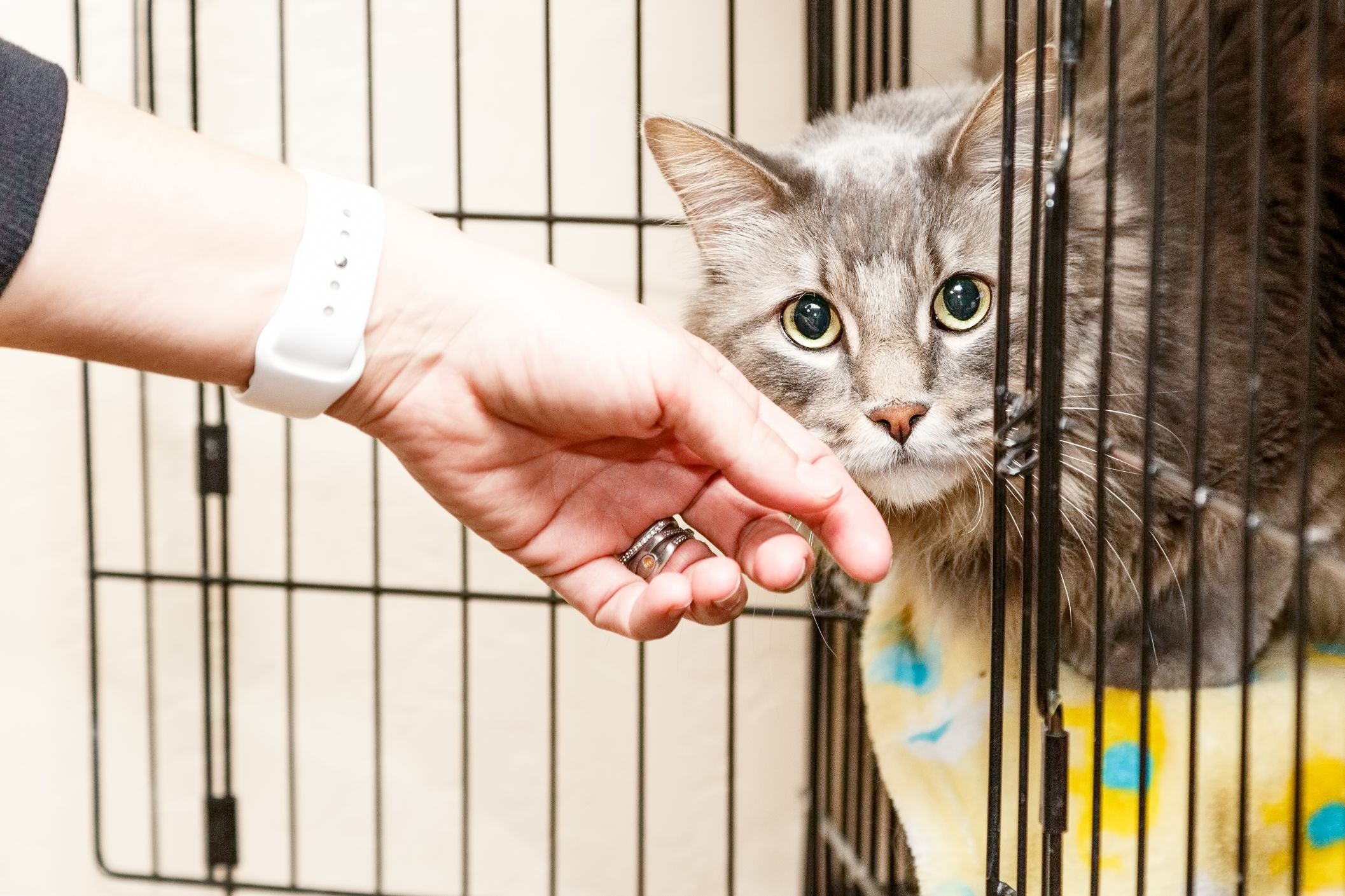 Cat inside a Crate