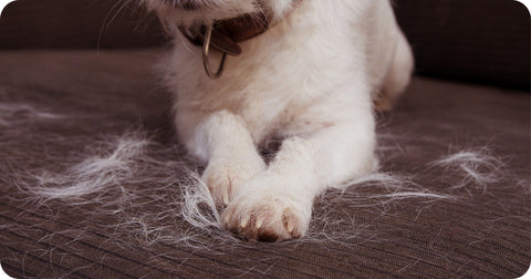 dog shed fur