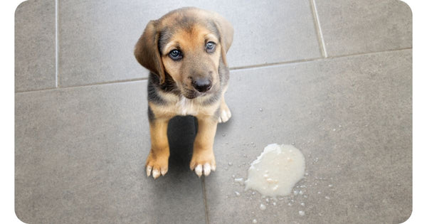 What Will Happen if a Dog Drinks Almond Milk?