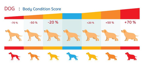 Dog Body condition score