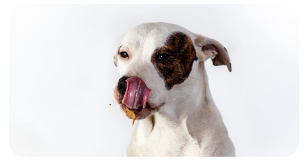 dog eating almond butter