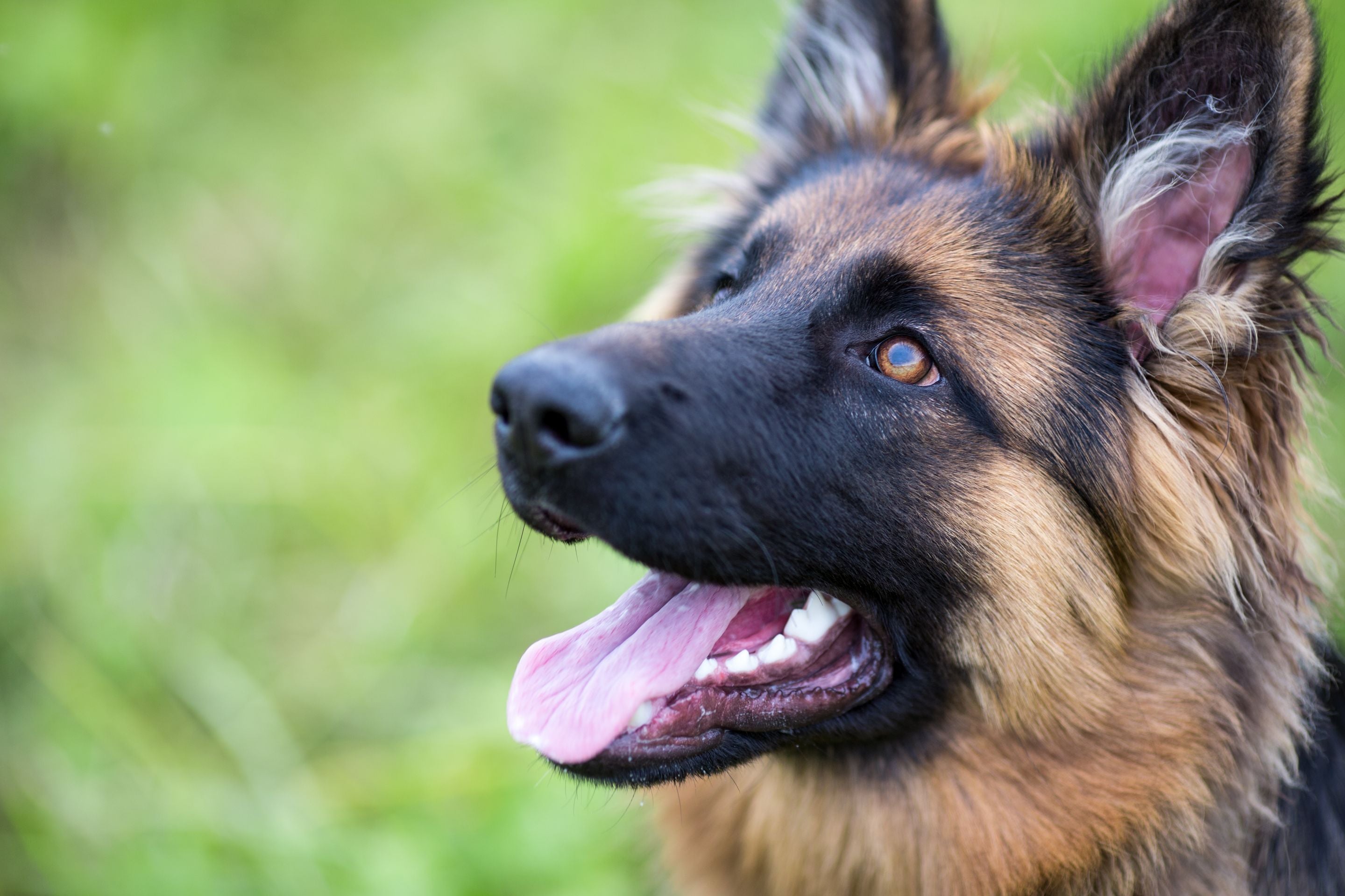 happy trained puppy