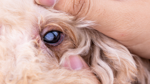 dog having eye pain