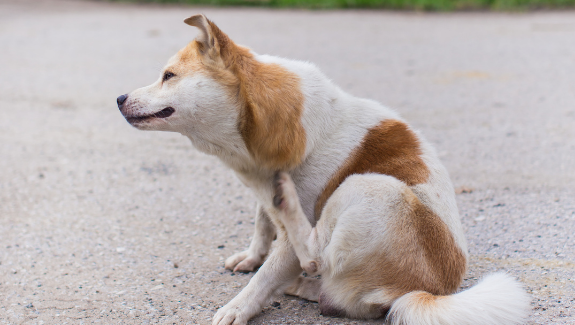 Dog has skin infection