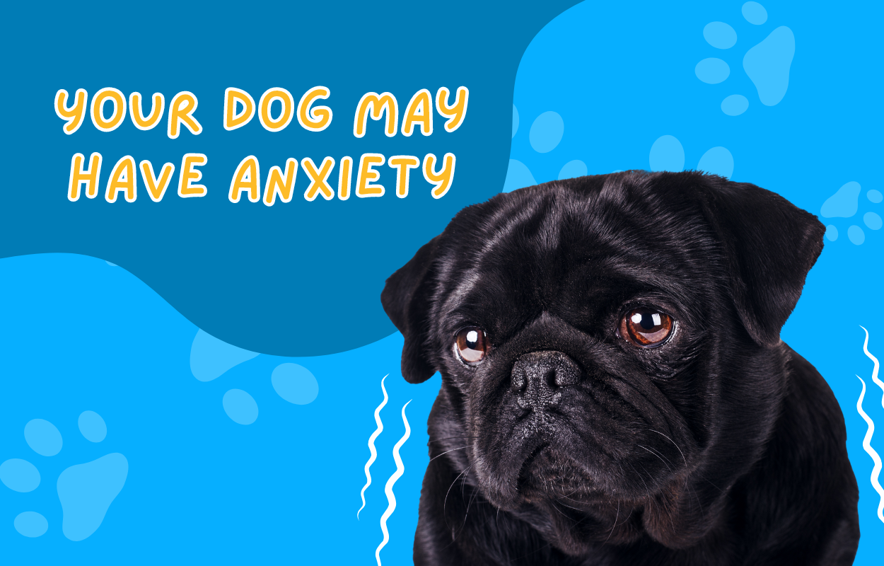 Your Dog May Have Anxiety