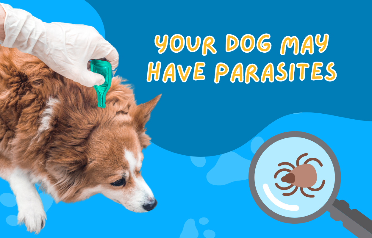 Your Dog May Have Parasites