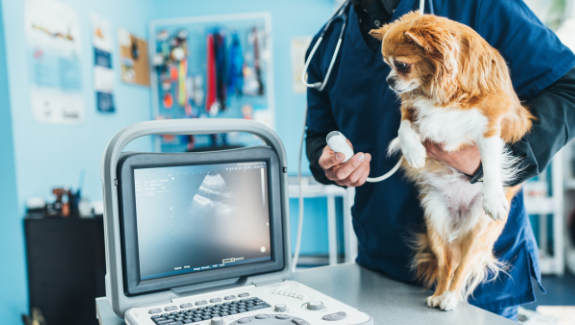 pregnant dog visit veterinarian