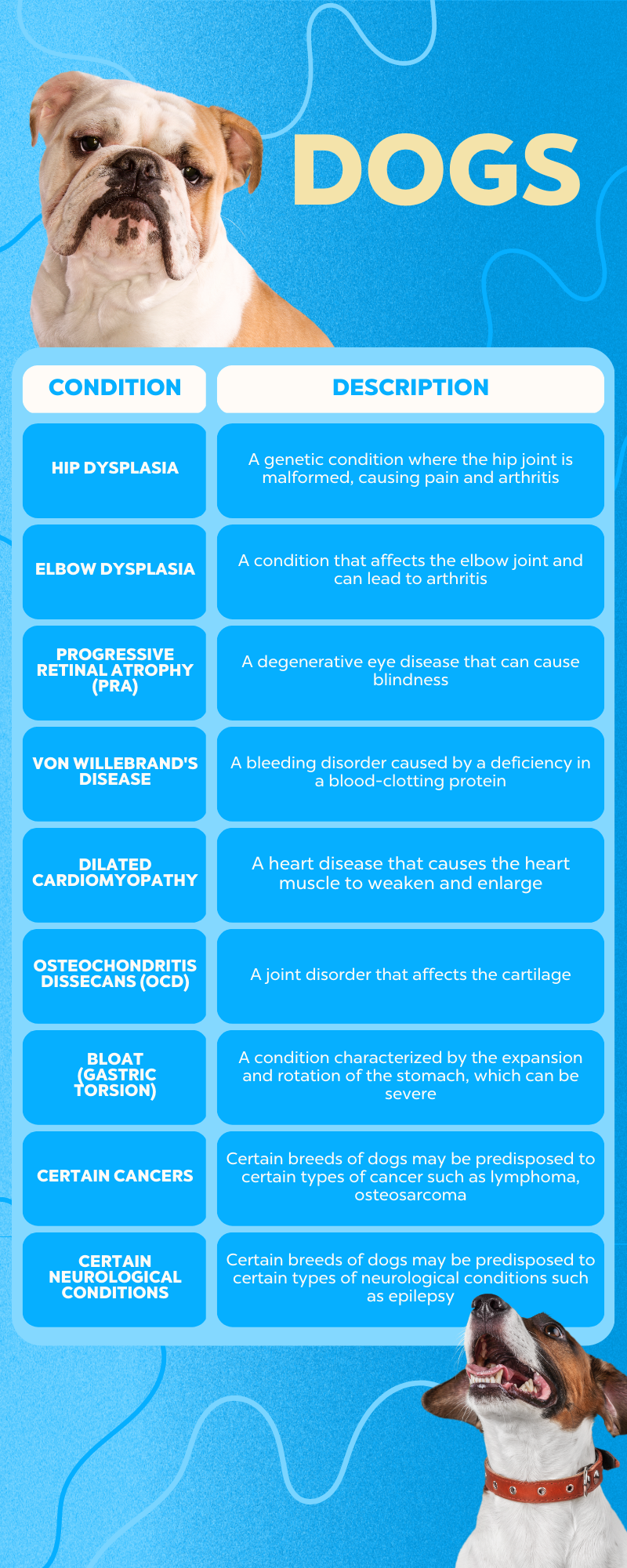 List of Predisposed to Specific Inherited Conditions in Dogs