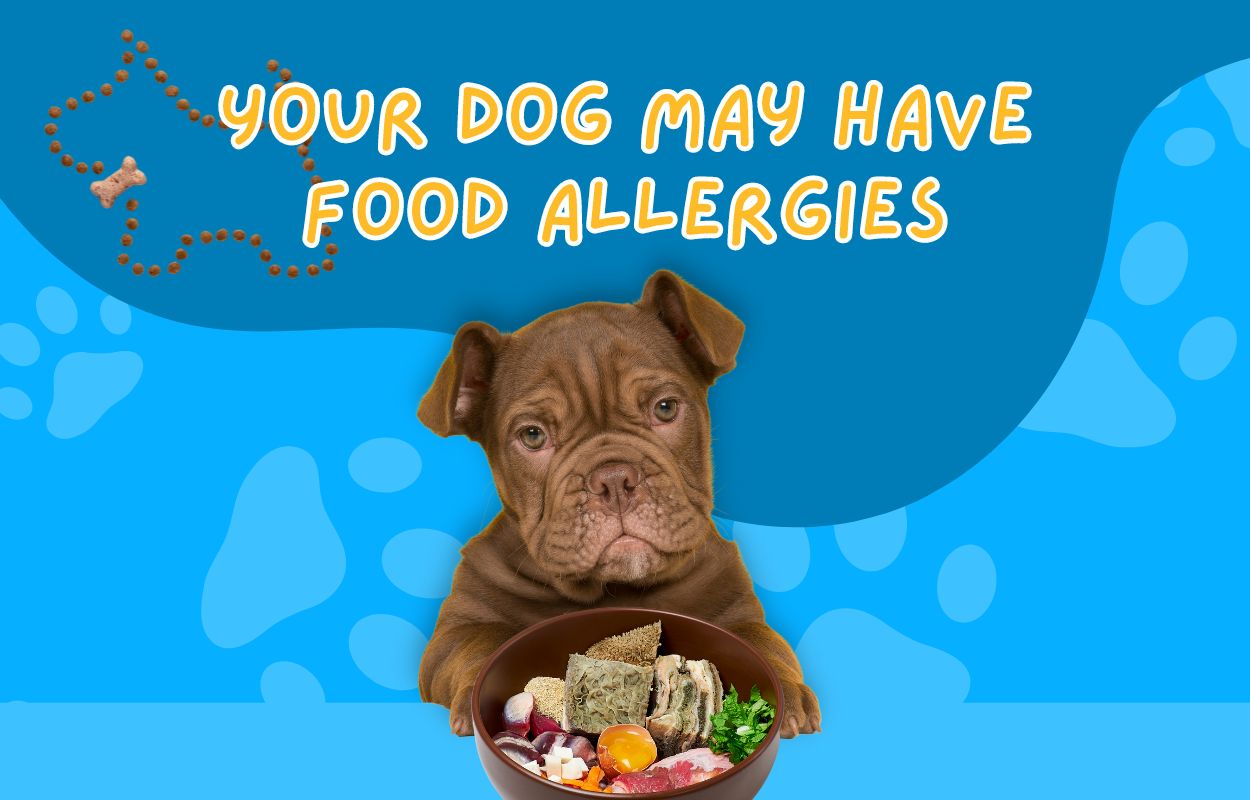 Your Dog May Have Food Allergies