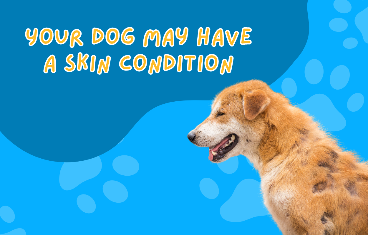 Your Dog May Have A Skin Condition