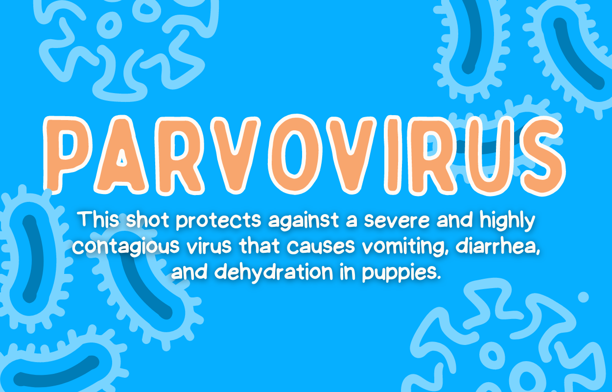 Parvovirus