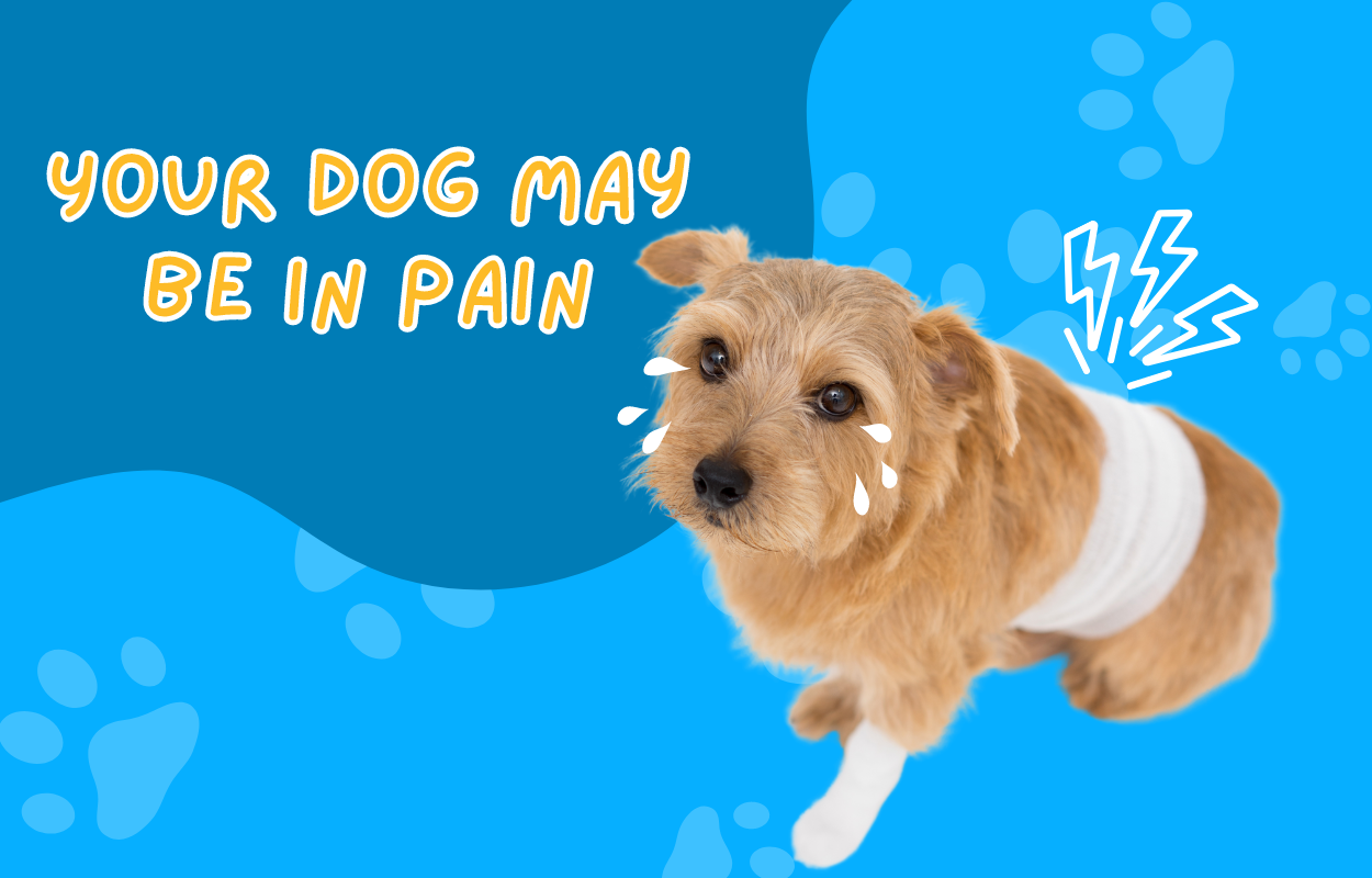 Your Dog May Be In Pain